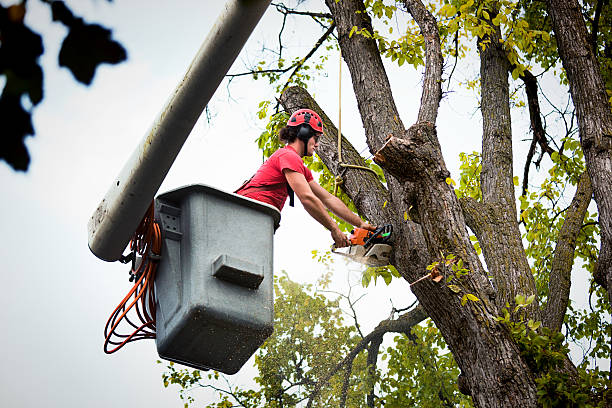 Best Fruit Tree Pruning  in Jackson, GA